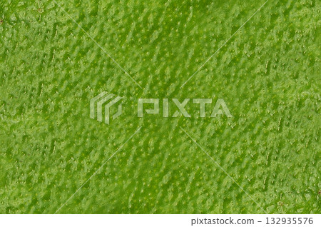 酪梨皮（圖形素材/背景素材） 132935576