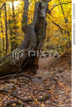 Gnarled tree trunk, autumn forest path bathed in warm golden sunlight. 132935634