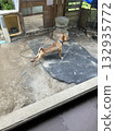 Dog doing muscle training 132935772