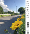 Yellow flowers and blue sky during summer vacation 132935776