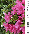 Open pink azalea 132935777