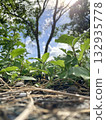 Grass, trees and sky seen from the perspective of a dwarf 132935778