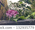 Flowers and Sunshine After the Rain 132935779