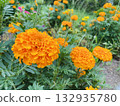 Orange marigold 132935780