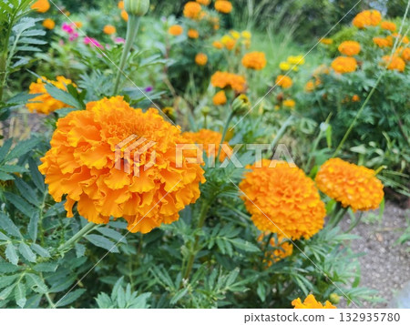 橙色萬壽菊 橙色萬壽菊 132935780