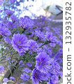Purple flower 132935782