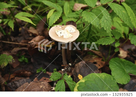 White mushrooms nestled among fallen leaves in the forest 132935925