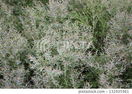 Variety plant decorate in landscaped garden,thailand 132935981