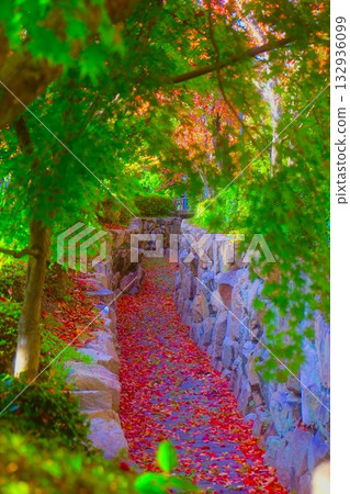 Autumn leaves 132936099