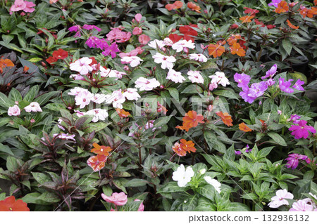 Relaxing view of natural greenery of tropical foliage plant Relaxing view of natural greenery of tropical foliage plant 132936132