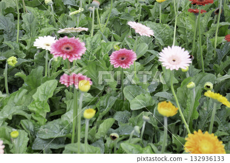 Relaxing view of natural greenery of tropical foliage plant 132936133