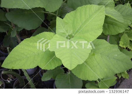 Relaxing view of natural greenery of tropical foliage plant 132936147