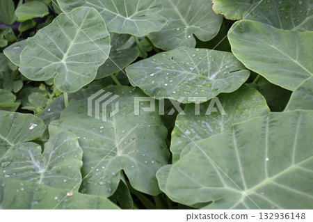 Relaxing view of natural greenery of tropical foliage plant 132936148