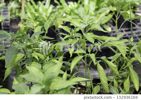 Relaxing view of natural greenery of tropical foliage plant Relaxing view of natural greenery of tropical foliage plant 132936169