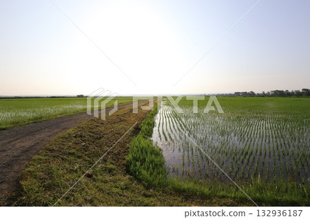 Akita Ogata Hachirogata's huge rice paddies Akita Ogata Hachirogata's huge rice paddies 132936187