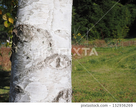 樺樹幹材料 132936269