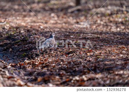 A turtle dove descending to the ground searching for food A turtle dove descending to the ground searching for food 132936278