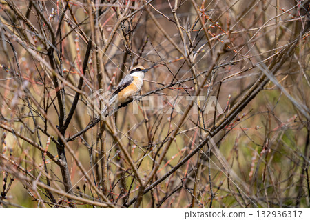 A shrike perched on a tree branch, observing its surroundings 132936317