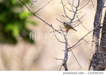 一條藍尾藍鰭鮪棲息在樹枝上，觀察著周圍的情況。 132936343
