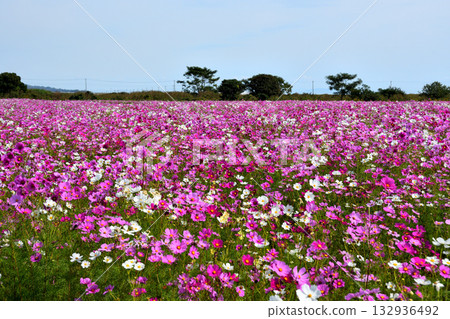 Cosmos at Natural Dry Land Flower Park Cosmos at Natural Dry Land Flower Park 132936492