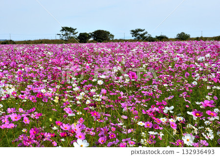 自然旱地花卉公園的波斯菊 132936493
