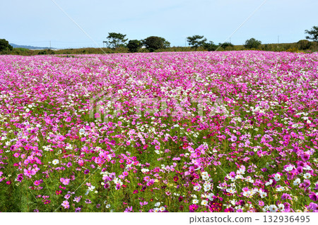 自然旱地花卉公園的波斯菊 自然旱地花卉公園的波斯菊 132936495