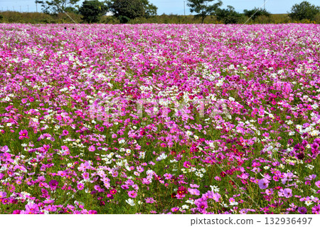自然旱地花卉公園的波斯菊 132936497
