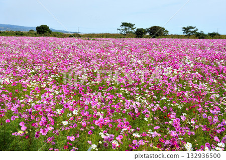 自然旱地花卉公園的波斯菊 132936500