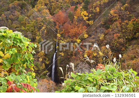 紬倉瀑布和秋葉 132936501