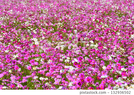 自然旱地花卉公園的波斯菊 132936502