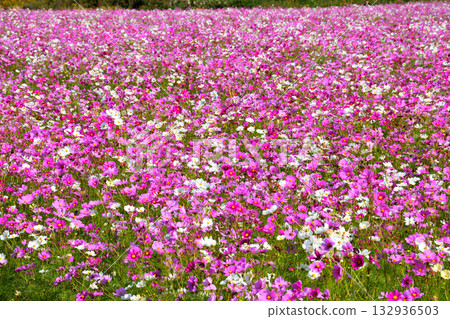 自然旱地花卉公園的波斯菊 自然旱地花卉公園的波斯菊 132936503