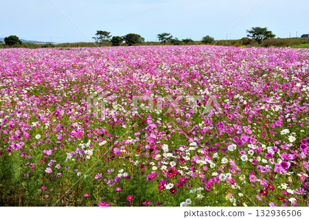 自然旱地花卉公園的波斯菊 自然旱地花卉公園的波斯菊 132936506