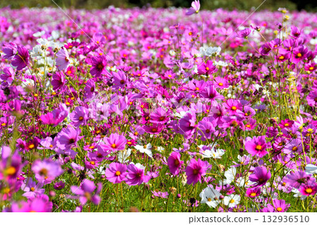 Cosmos at Natural Dry Land Flower Park Cosmos at Natural Dry Land Flower Park 132936510