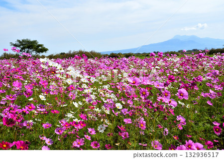 自然旱地花卉公園的波斯菊 132936517