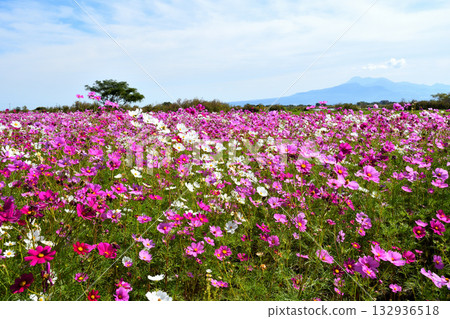 自然旱地花卉公園的波斯菊 132936518