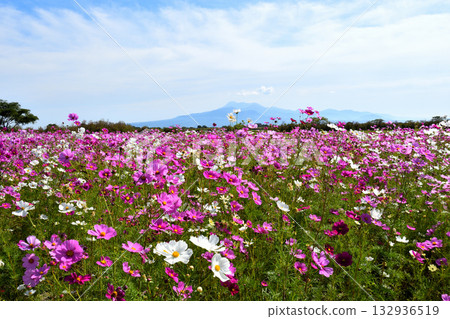 Cosmos at Natural Dry Land Flower Park Cosmos at Natural Dry Land Flower Park 132936519