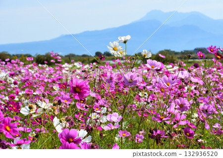 自然旱地花卉公園的波斯菊 132936520