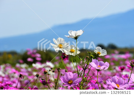自然旱地花卉公園的波斯菊 132936521