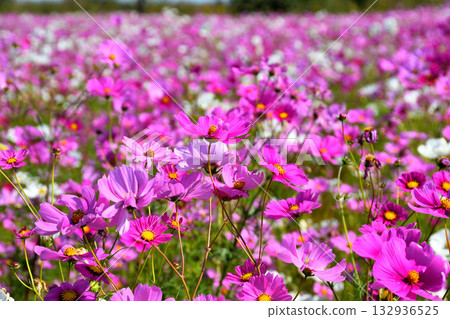 Cosmos at Natural Dry Land Flower Park 132936525