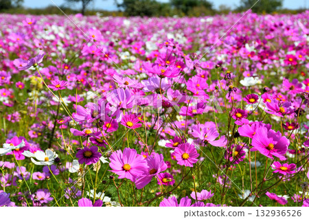 自然旱地花卉公園的波斯菊 132936526