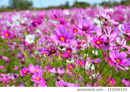 自然旱地花卉公園的波斯菊 132936529