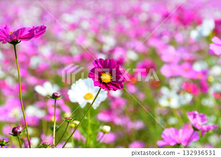 Cosmos at Natural Dry Land Flower Park 132936531