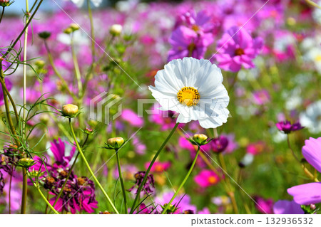 自然旱地花卉公園的波斯菊 自然旱地花卉公園的波斯菊 132936532