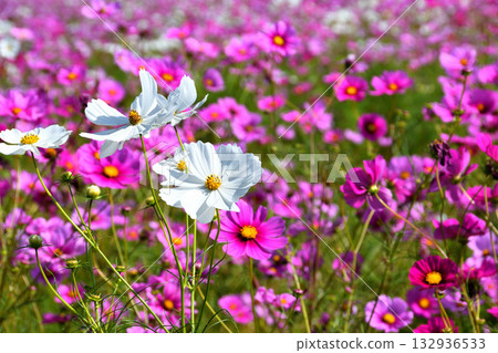 自然旱地花卉公園的波斯菊 自然旱地花卉公園的波斯菊 132936533