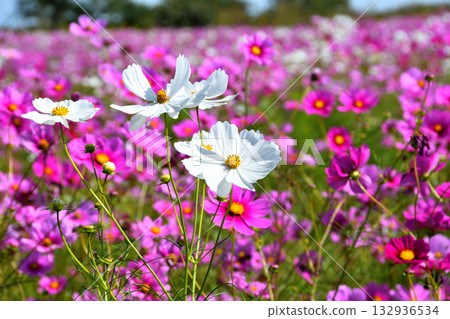 自然旱地花卉公園的波斯菊 132936534