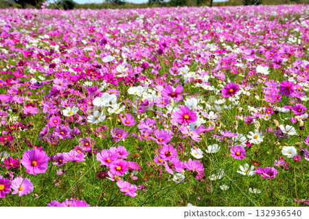 自然旱地花卉公園的波斯菊 自然旱地花卉公園的波斯菊 132936540