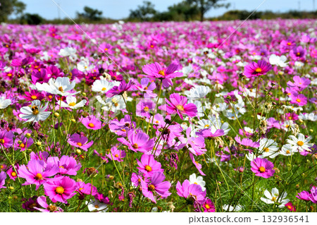 自然旱地花卉公園的波斯菊 132936541