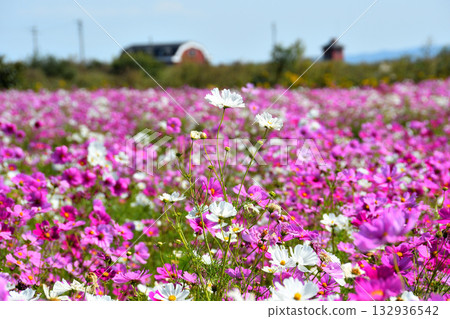 自然旱地花卉公園的波斯菊 自然旱地花卉公園的波斯菊 132936542