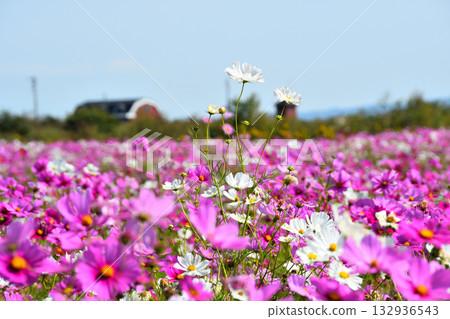 自然旱地花卉公園的波斯菊 132936543