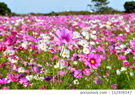 Cosmos at Natural Dry Land Flower Park 132936547